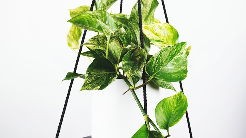 欧洲冠军联赛皇家马德里对阵拜仁慕尼黑的宣传图 - 伯纳乌球场